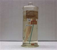 藏品(牙鮃)的圖片